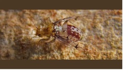 Самки насекомых отрастили пенисы, чтобы воровать у самцов сперму Самки насекомых отрастили пенисы, чтобы воровать у самцов сперму