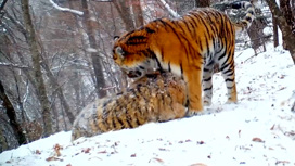 Зовущая котят тигрица попала в фотоловушку Зовущая котят тигрица попала в фотоловушку