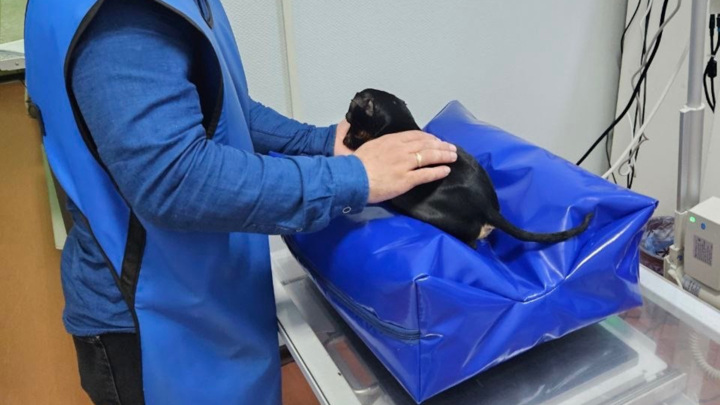 Житель Подольска сбросил с пятого этажа свою собаку Житель Подольска сбросил с пятого этажа свою собаку
