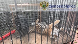 В Подмосковье у владельца изъяли тигренка без документов В Подмосковье у владельца изъяли тигренка без документов