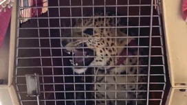 Житель Подмосковья держал дома тигренка и леопарда, животные изъяты Житель Подмосковья держал дома тигренка и леопарда, животные изъяты